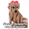 @ballotet888 Si estás despierto es pq te gusto!!