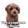 @ballolet888 Ven a cogerme o lloro!!