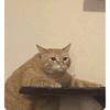 RANDOM DE GATITOS😳😂 8