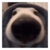 Perros graciosos cursed random 13