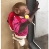 छोटे बंदर ❤️🐒 5