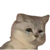 Cat Rulez 7