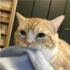Gatitos para Mandar! 🐈‍⬛ 18
