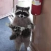 Animales random  10