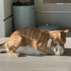 Gatitos Random #10 10