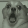 Dogs engraçados  13