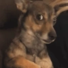 Dogs engraçados  6