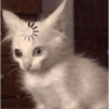 Kucing imut 2 28