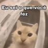 Gatinhos desconfiados 6