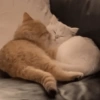 Gatitos V4 13