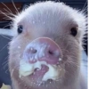 Porquinho Fofo Reações 🐷 14