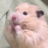 Hamster Fofo Reações 🐹 19