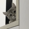 GATOS CURA DEPRESIÓN😹😳 15