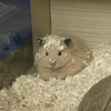 Hamster Fofo Reações 🐹 10