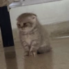 GATOS CURA DEPRESIÓN😹😳 11