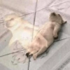 Cachorrinhos e memes 12