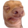 Animalitos 😆 23