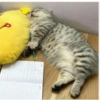 Angry cat 16