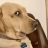 Suspicious doggies 14