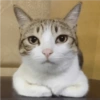 Gatitos para Mandar! 🐈‍⬛ 10