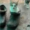 Gatitos Pa' ti & Pa' mi 🥰2 17