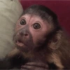 Macacos 7