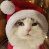 😻Gatitos Navideños🎄 6