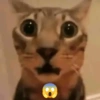 Meme Kucing #3 5