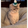Angry cat 10