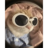 Cachorro memes 11