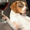 Cachorrinhos e memes 8