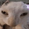 💕🐱Michitos para tus chats🐱💕 13