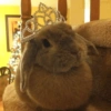Coelho Fofo Reações 🐰 7
