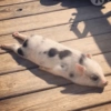 Porquinho Fofo Reações 🐷 12