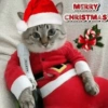 MARTINI MERRY CHRISTMAS PER