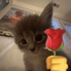Gatitos. | @ocenferios  Haki. 5
