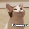 Gatinhos 9