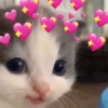 Reações fofas❤️❤️ 10