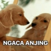 NGACA ANJING