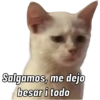 Gatos Cura Depresión😎🙀MEMES 9