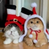 😻Gatitos Navideños🎄 10