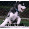 @buckhuskysib
eriano
Vo correndo