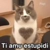 Gatitos Shitposting 2 16