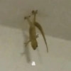Meemes de animalitos 🥵✨ 15