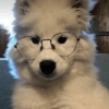 Animalitos con gafas 25