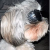 Animalitos con gafas 11