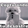 Peyitos Bonitos❤️🐕 16