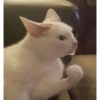 Animais fofos 8