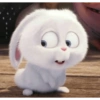 Coelhinho pets 9
