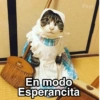 Gatitos Shitposting 2 12